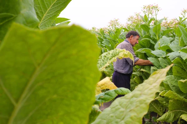 Agricultor Sênior Colhendo Tabaco Campo — Fotografia de Stock