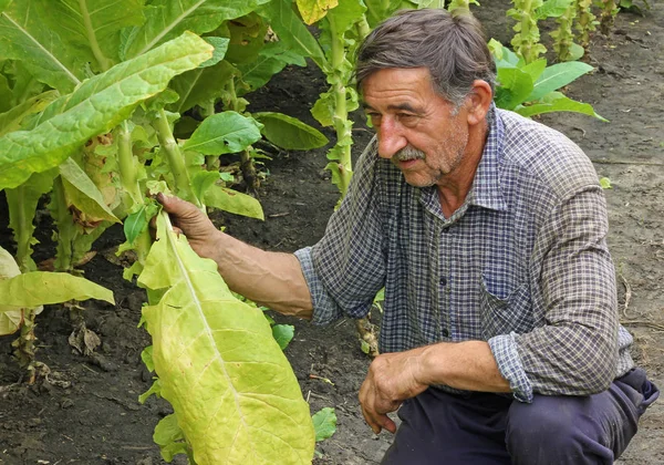 Ανώτερος Αγρότης Picking Καπνού Στο Πεδίο — Φωτογραφία Αρχείου