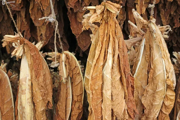 Secagem Folhas Tabaco Penduradas Celeiro Antes Processamento — Fotografia de Stock