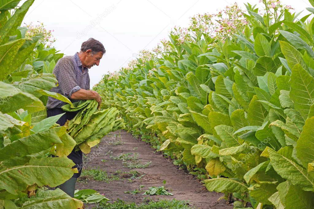 Senior farmer picking tobacco in the field