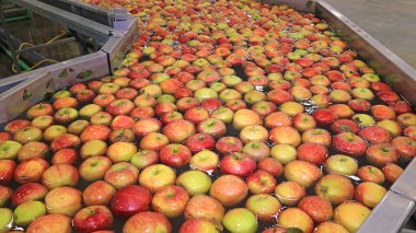 Bir tür su konveyör ambar ambalaj bir meyve elma float