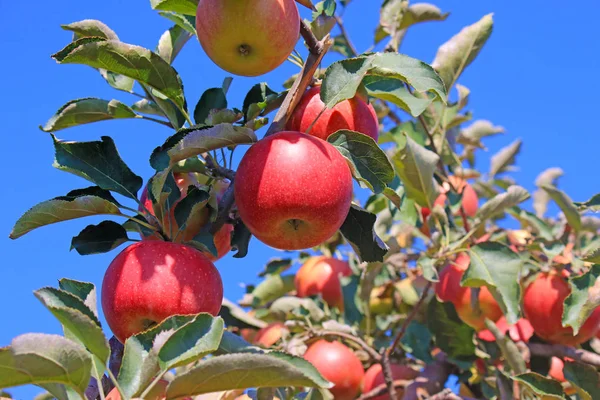 果樹園でリンゴを熟す 摘み取る準備ができて — ストック写真