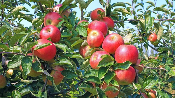 果樹園でリンゴを熟す 摘み取る準備ができて — ストック写真