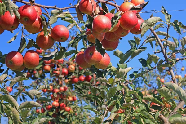 果樹園でリンゴを熟す 摘み取る準備ができて — ストック写真