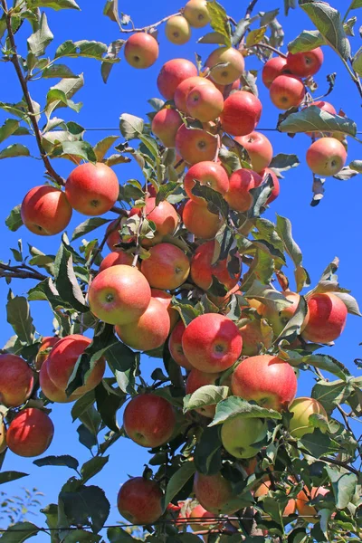 Ωρίμανση Μήλου Οπωρώνα Έτοιμη Για Συγκομιδή — Φωτογραφία Αρχείου