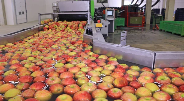 Las Manzanas Flotan Una Especie Transportador Agua Almacén Embalaje Frutas — Foto de Stock