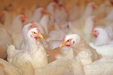 tavuk çiftliği, yumurta ve kümes hayvanları üretimi