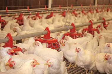 tavuk çiftliği, yumurta ve kümes hayvanları üretimi