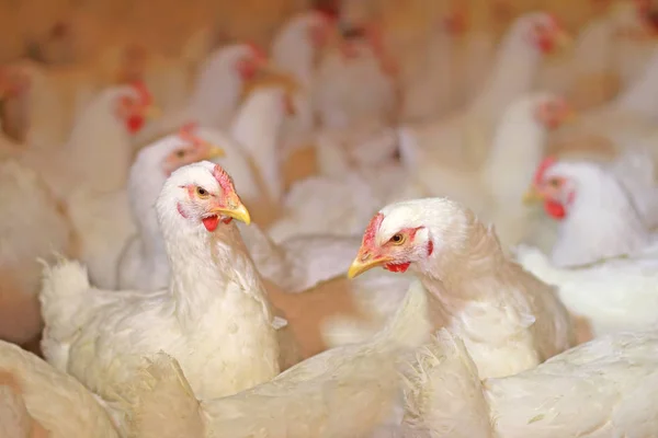 Producción Pollos Huevos Aves Corral — Foto de Stock