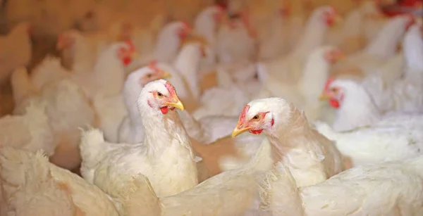 Producción Pollos Huevos Aves Corral — Foto de Stock