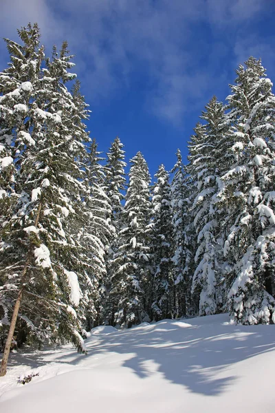Winter Landscape Snowed Trees Forest Pine Trees Covered Snow Mountain — Stock Photo, Image