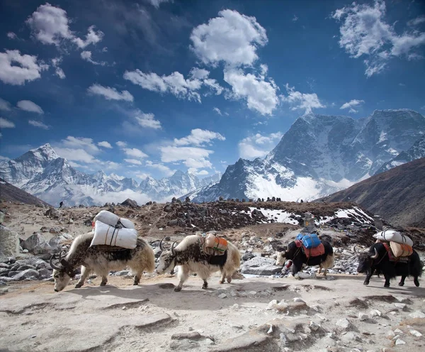 Grupo Yaks Que Transportan Mercancías Largo Ruta Campamento Base Del — Foto de Stock