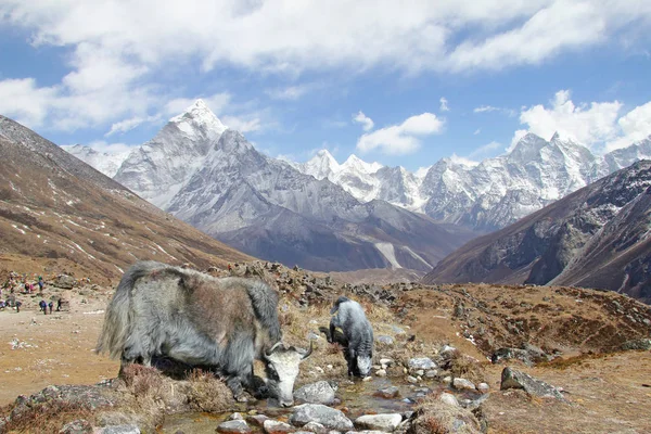 Yak Doméstico Cría Lugar Riego Región Del Himalaya Nepal Mountain — Foto de Stock