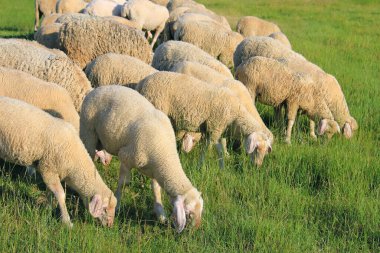 Otlakta otlayan koyun sürüsü, güzel yaz manzarası.