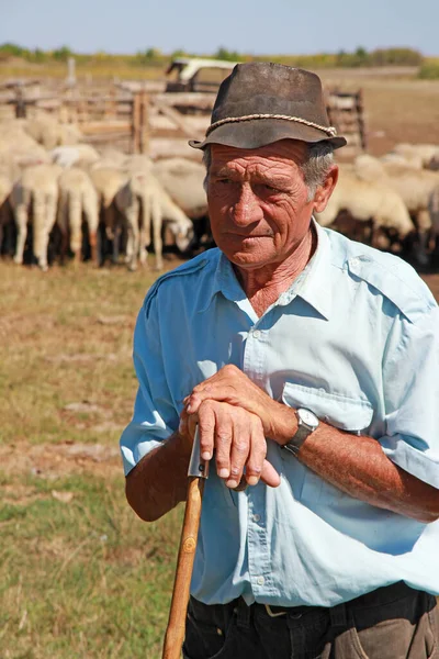 Portrét Staršího Pastýře Který Opírá Svůj Štáb Stádem Ovcí Farmě — Stock fotografie