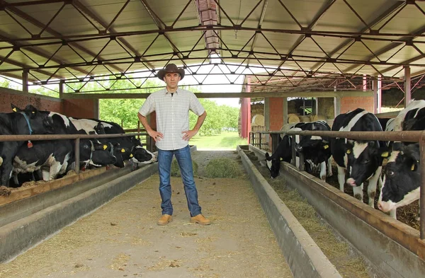 Succesvolle Boer Werkt Een Veehouderij Zorgt Voor Koeien Zuivelindustrie Kijkend — Stockfoto