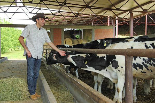 Successful farmer works on a livestock farm and takes care of the cows in the dairy industry