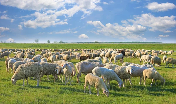 Flock Sheep Grazing Pasture Beautiful Summer Landscape — Stock Photo, Image