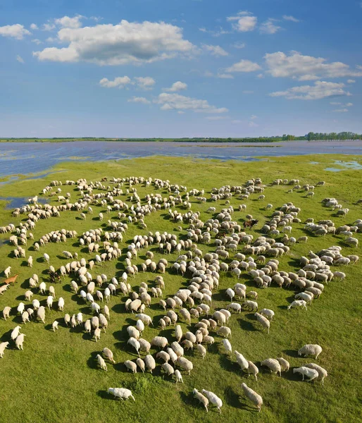 Aerial view flock of sheep grazing on pasture. Beautiful summer landscape, flock of sheep a few goats and one donkey on meadow near river and lake