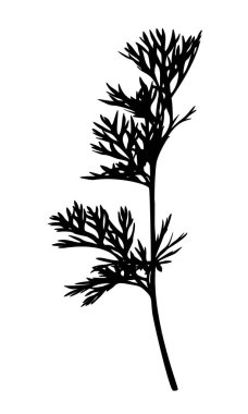 El beyaz arka plan üzerinde izole yabani ot siluet çekilmiş. Tasarımınız için zarif yabani bitki. Vektör çizim.