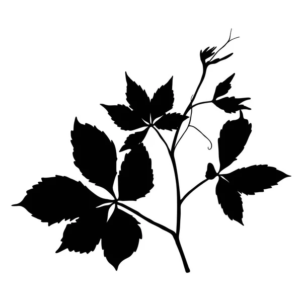 かわいい葉が白い背景で隔離のシルエット ベクトル図 — ストックベクタ