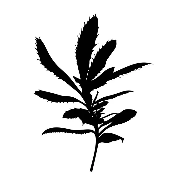 Hand Drawn Wild Herb Silhouette Isolated White Background Elegant Wild — Stock Vector