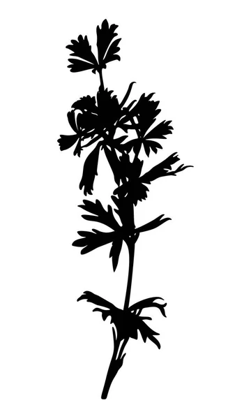 Hand Drawn Wild Herb Silhouette Isolated White Background Elegant Wild — Stock Vector