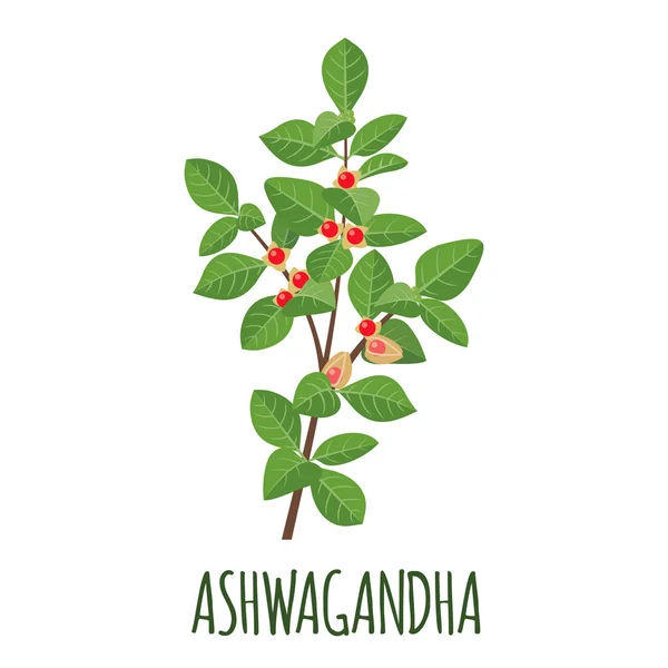 Ashwagandha 矢量徽标在平面式隔离对象中 超级食品 Ashwagandha 药用草药 矢量插图 — 图库矢量图片