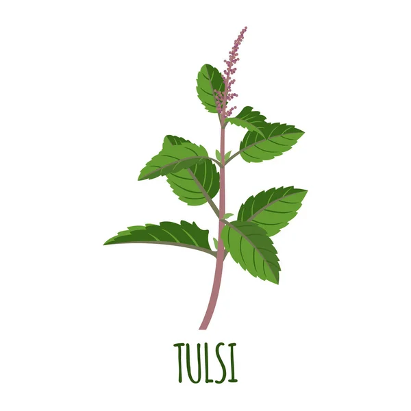 Logotipo Vetorial Tulsi Estilo Plano Objeto Isolado Superfood Tulsi Erva —  Vetores de Stock