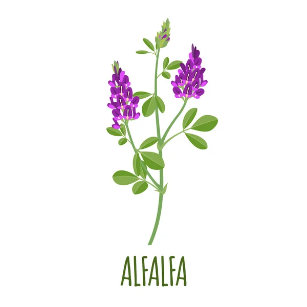 Alfalfa Vector Logo Flat Style Isolated Object Superfood Alfalfa Medical — Stock Vector