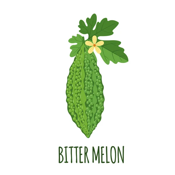 Bitter Melon Vektor Logotypen Platt Stil Isolerade Objekt Superfood Bitter — Stock vektor