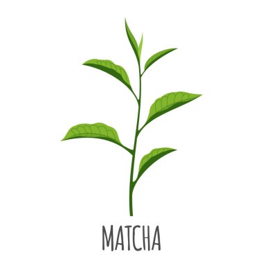 Düz stil Matcha vektör logo. Yalıtılmış nesne. Superfood matcha tıbbi çay. Vektör çizim.