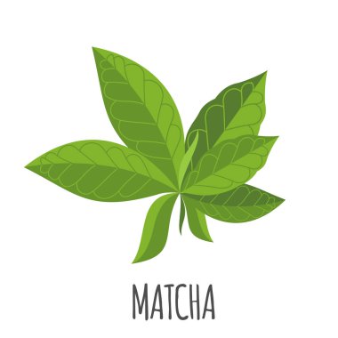 Düz stil Matcha vektör logo. Yalıtılmış nesne. Superfood matcha tıbbi çay. Vektör çizim.