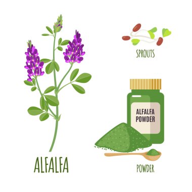 Alfalfa set with powder and sproots in flat style isolated on white background. Organic healthy food. Medicinal herbs collection. Vector illustration. clipart