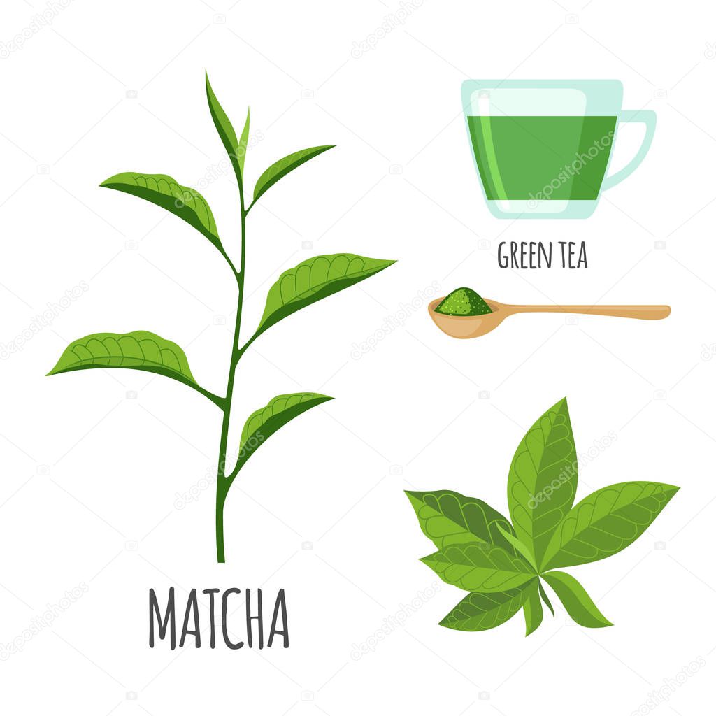 Matcha set with cup of tea in flat style isolated on white background. Organic healthy food. Medicinal herbs collection. Ayurvedic plant. Vector illustration.