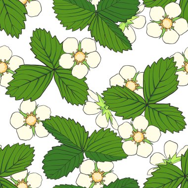 El çilek çiçekler ve beyaz arka plan üzerinde izole yaprakları ile çizilmiş seamless modeli. Tasarım öğesi için kumaşlar, tekstil. duvar kağıdı, scrapbooking. Vektör çizim.