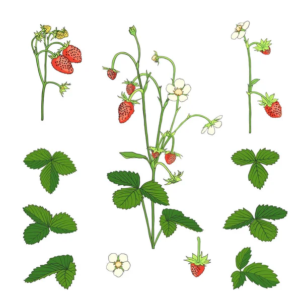 Hand Drawn Strawberry Set Isolated White Background Botanical Image Vector — Stock Vector