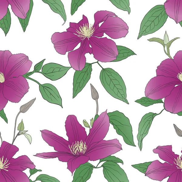 Patrón Sin Costuras Con Flores Clematis Aisladas Sobre Fondo Blanco — Archivo Imágenes Vectoriales