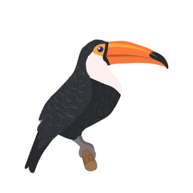 Beyaz arka planda yalıtılmış el çizilmiş Toucan.