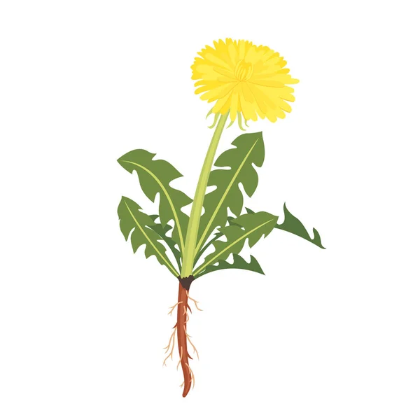 Dandelion icon with root isolated on white. — Stock Vector