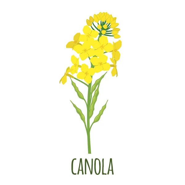 Bunga Canola dengan gaya datar terisolasi pada warna putih . - Stok Vektor