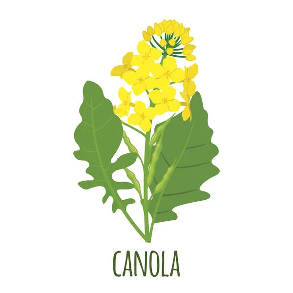 Canola bloem in platte stijl geïsoleerd op wit. — Stockvector