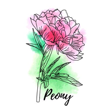 Dekoratif suluboya şakayık beyaz arka plan izole.