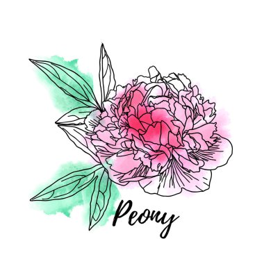 Dekoratif suluboya şakayık beyaz arka plan izole.