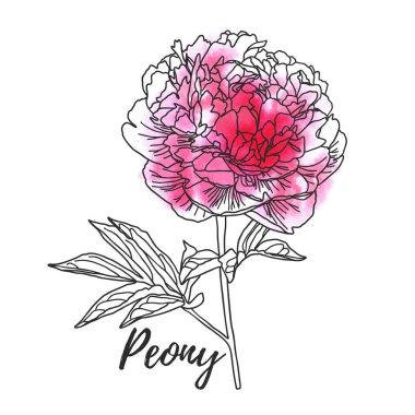 Dekoratif suluboya şakayık beyaz arka plan izole.