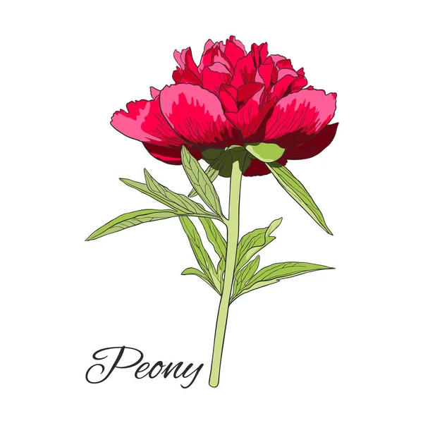 Cute colored Peony flower isolated on white. — Stock Vector