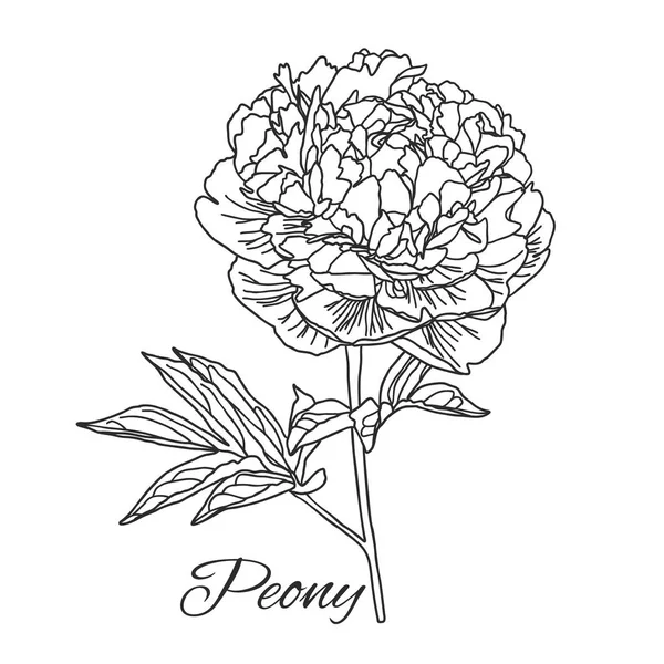 Cute Peony цветок в линии художественный стиль изолирован на белом . — стоковый вектор