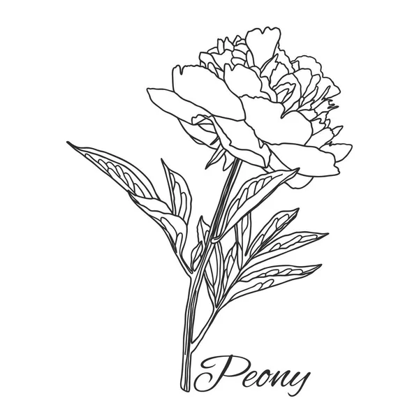 Flor de peônia bonito em estilo de arte linha isolado no branco . — Vetor de Stock