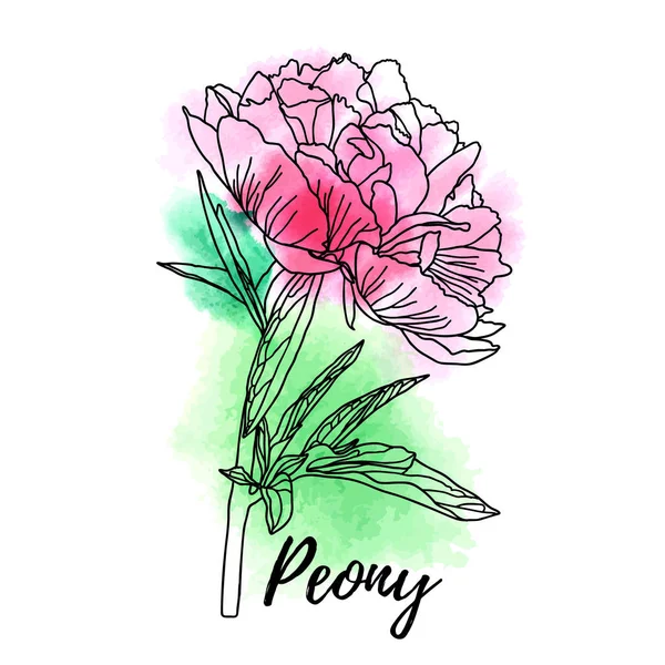 Dekoratif suluboya şakayık beyaz arka plan izole.