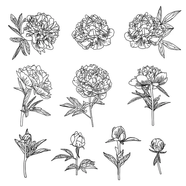 白に隔離されたラインアートスタイルでかわいいピオニーの花セット. — ストックベクタ